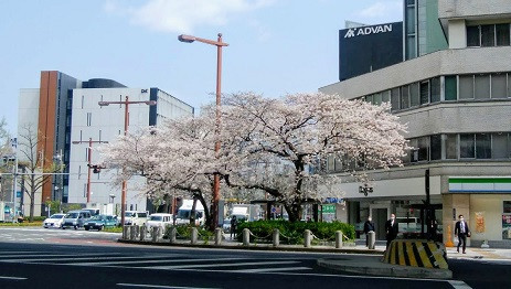 2020.4 桜とオフィスビル 縮小40％.jpg