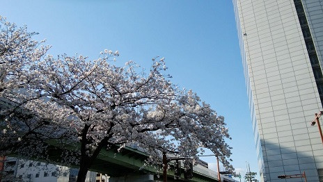 2020.4 オフィス前から桜を見上げる  縮小40％.jpg