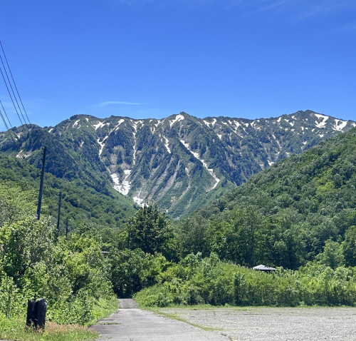 万年雪