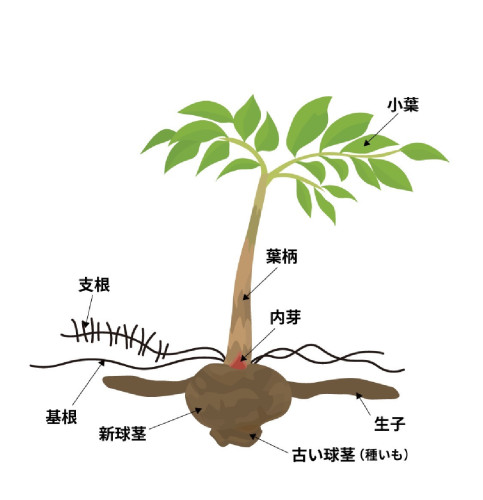 コンニャク作り体験を休みます。
