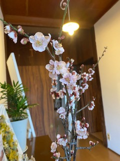 梅の花を玄関に飾る