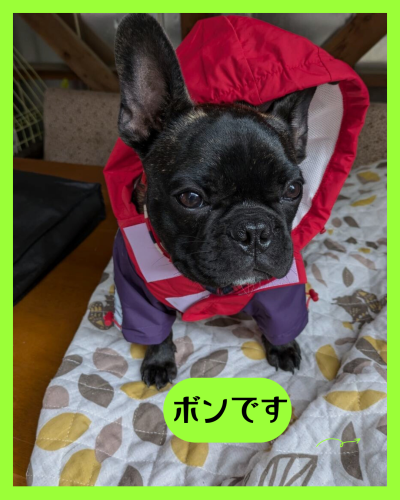 黄緑 シンプル ペット 暮らし 犬 Instagramの投稿(45) - 1.png