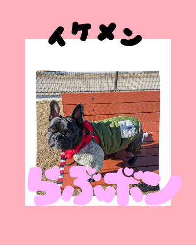 Pink Dog Friday Theme Meme Instagram Post.png