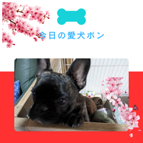 黒 白 シンプル 犬 カフェ Instagram投稿（正方形）.png
