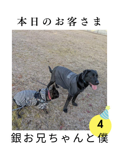 赤 かわいい ペット 誕生日 雑誌風 Instagram 投稿.png