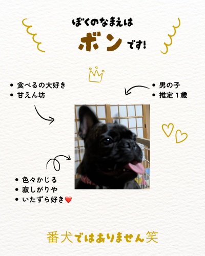 赤 かわいい ペット 誕生日 雑誌風 Instagram 投稿.png