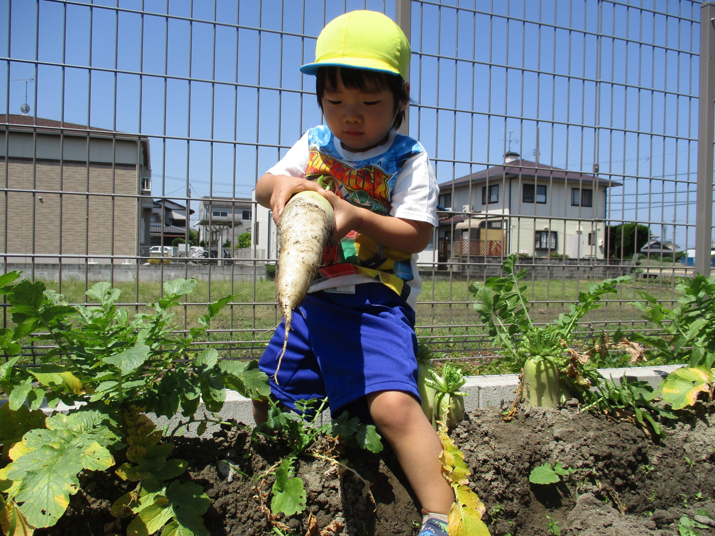 僕が植えた大根を収穫！
