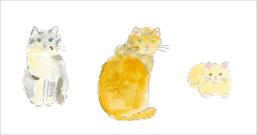 保護猫活動への寄付をご報告します（NPO法人TWFの会様）