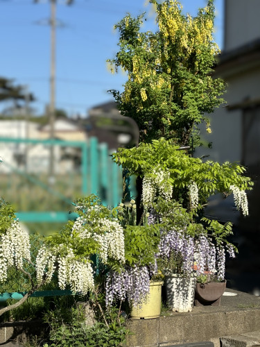 IMG_0549藤.JPG