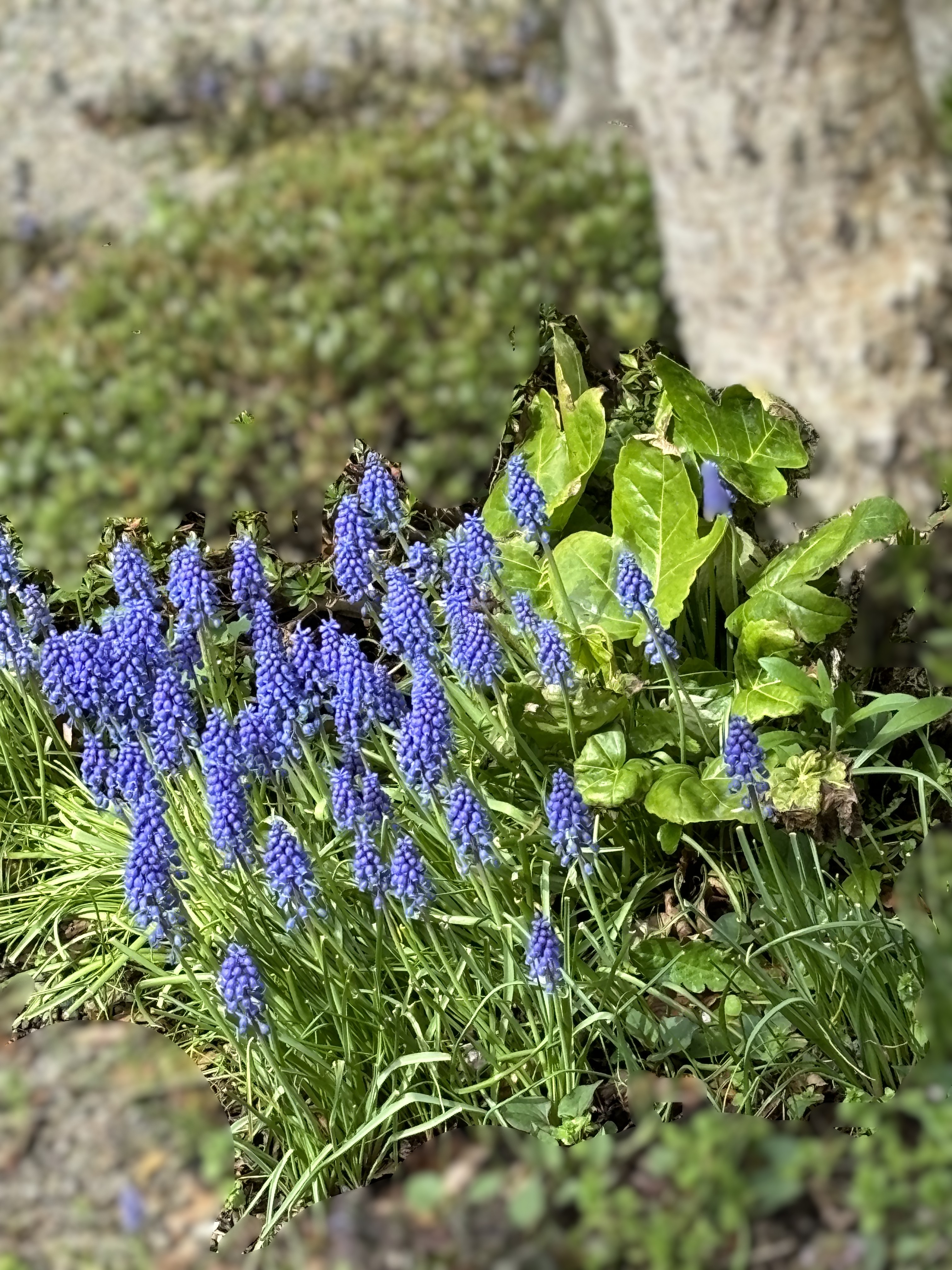 IMG_0552ムスカリ.JPG