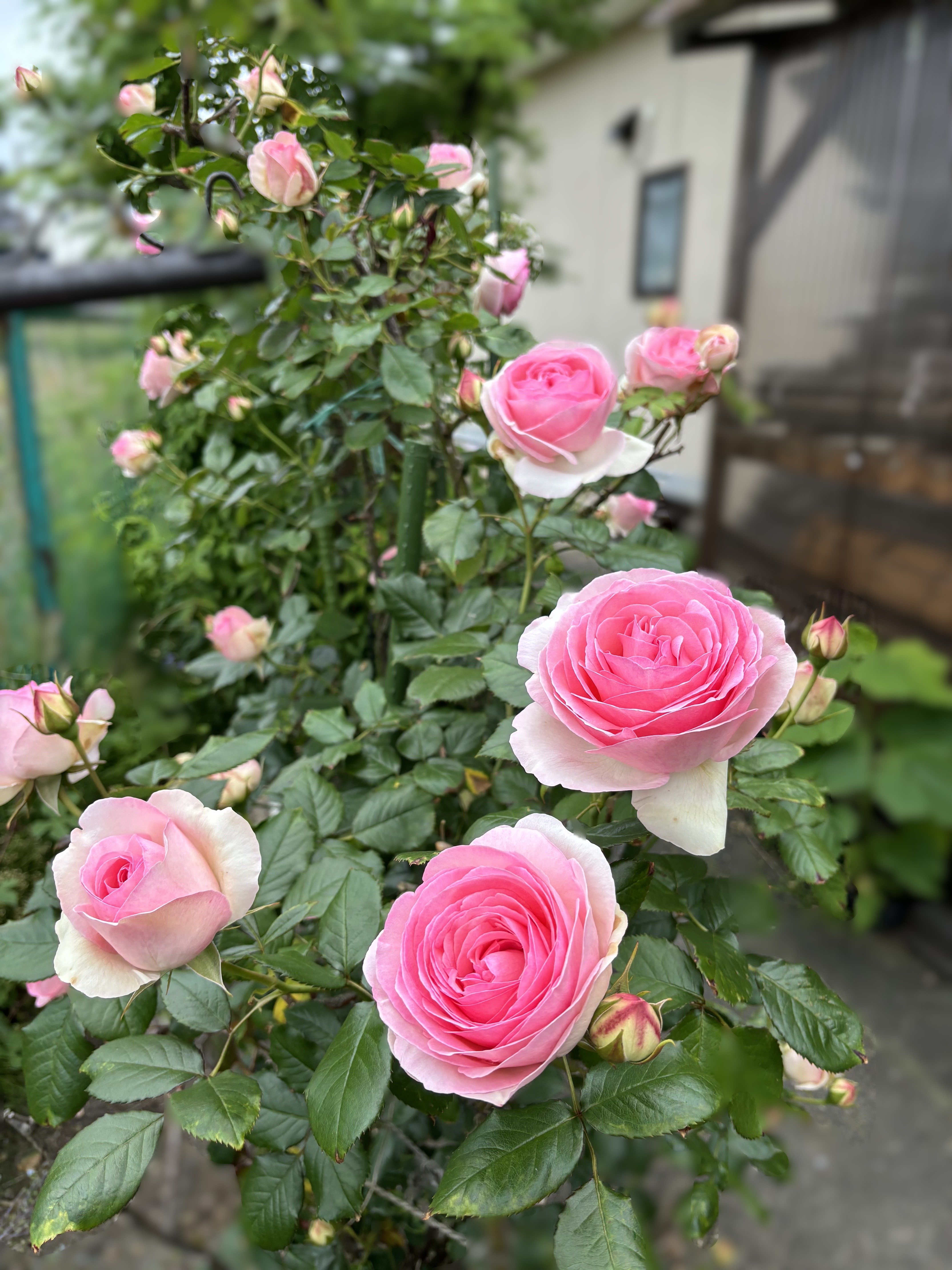 IMG_0553薔薇.JPG