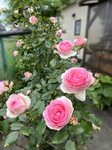 IMG_0553薔薇.JPG