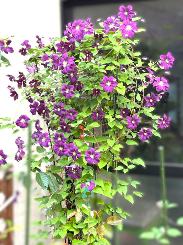 IMG_0557クレマチス.JPG