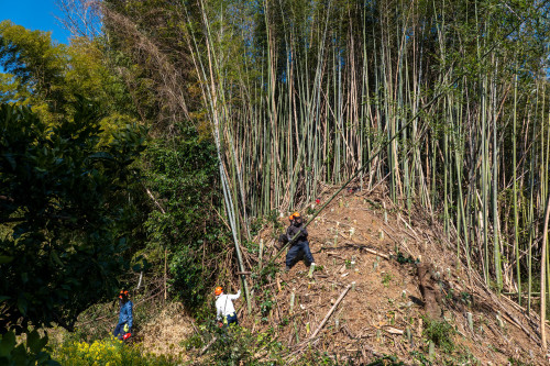 森林20260312s5iib-8.jpg
