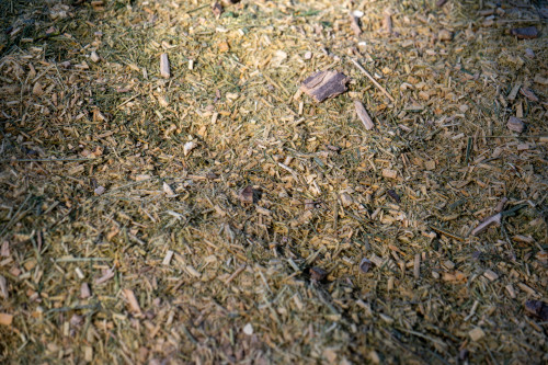 森林20260312s5iib-14.jpg