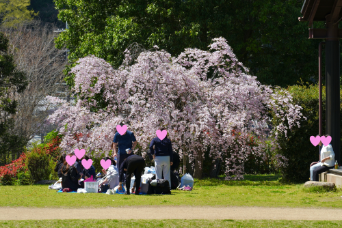 枝垂れ桜　顔隠しあり.png