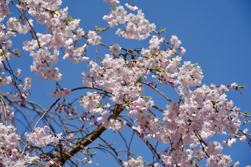 DSC00055.JPG