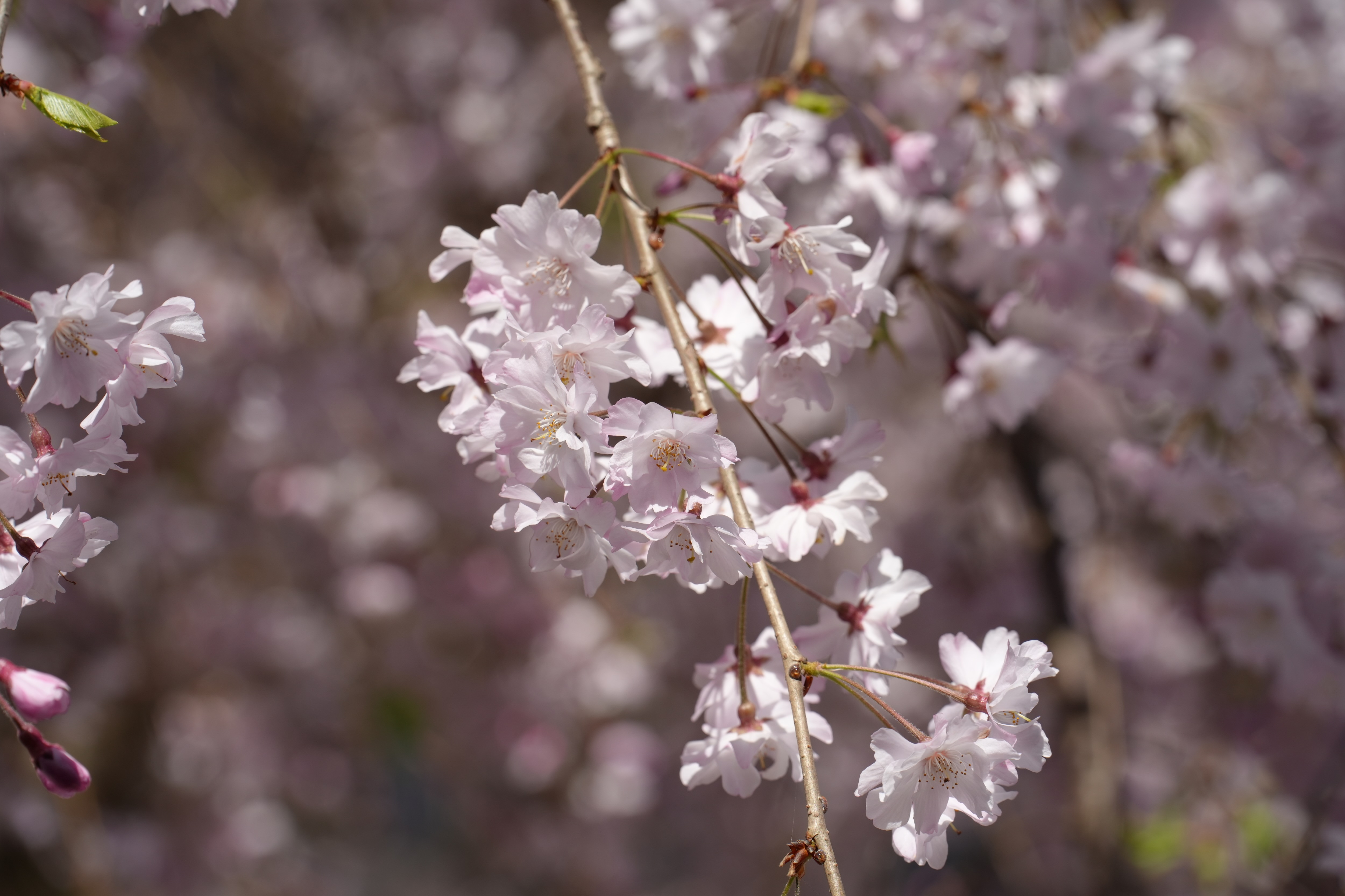 枝垂れ桜でお花見しませんか？