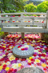 岡寺20260428-5.jpg