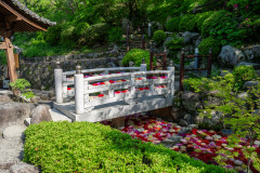 岡寺20260428-9.jpg