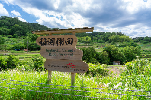 棚田20260529-2.jpg