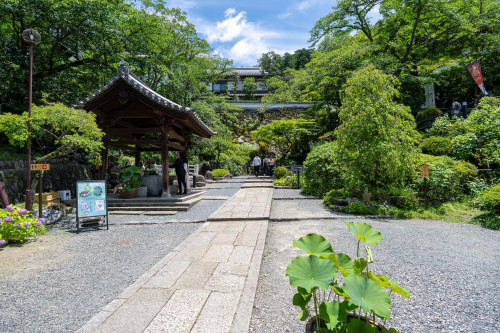 岡寺紫陽花20260610-1.JPG