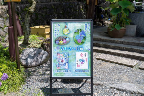岡寺紫陽花20260610-2.JPG