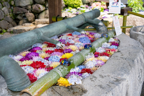 岡寺紫陽花20260610-3.JPG