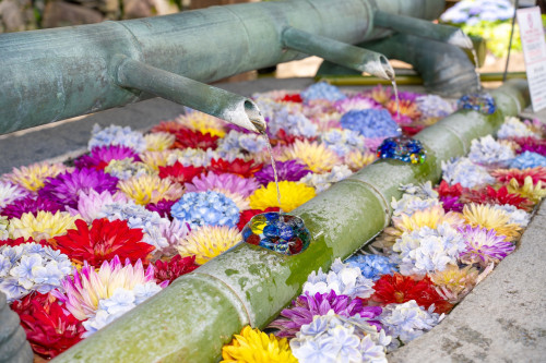 岡寺紫陽花20260610-4.JPG