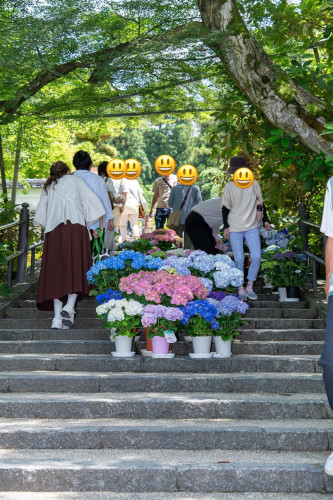 岡寺紫陽花20260610-8.JPG