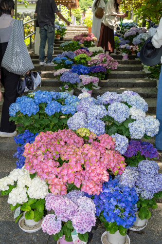 岡寺紫陽花20260610-9.JPG