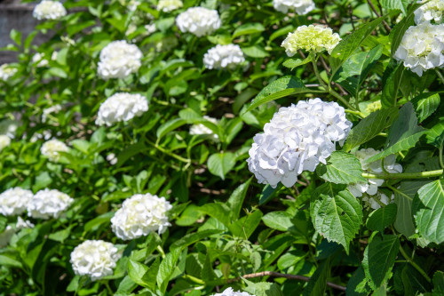 岡寺紫陽花20260610-20.JPG