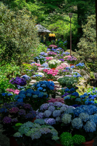 岡寺紫陽花20260610-13.JPG