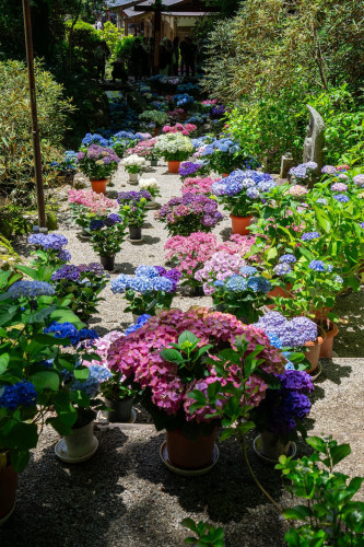 岡寺紫陽花20260610-15.JPG