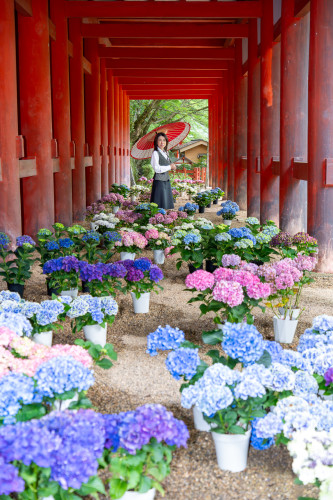 談山神社260619-1920-31.jpg