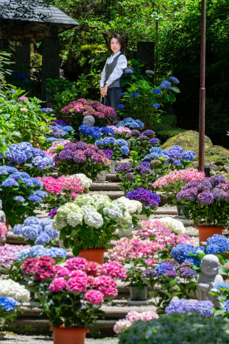 岡寺紫陽花20260610-14のコピー.jpg