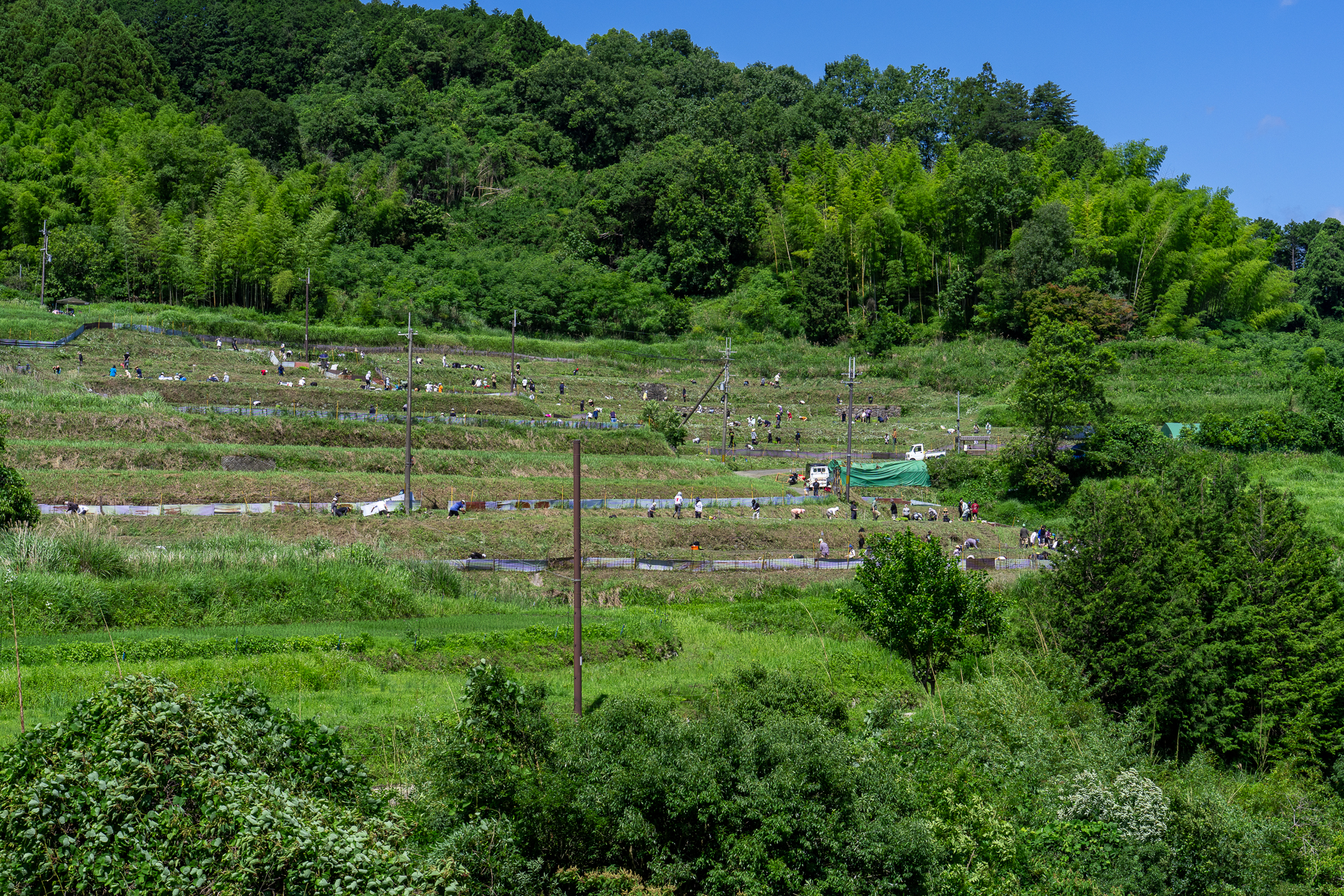 稲渕の棚田：田植え大集合！