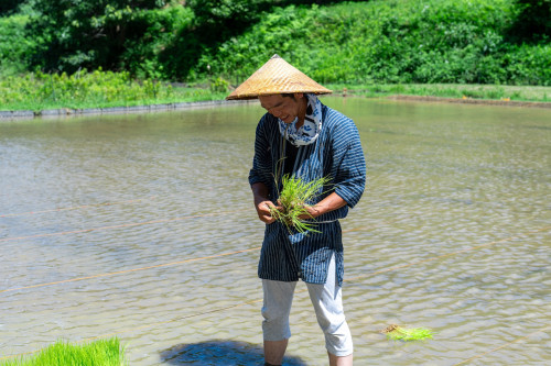 田植え祭り20260621-4.jpg