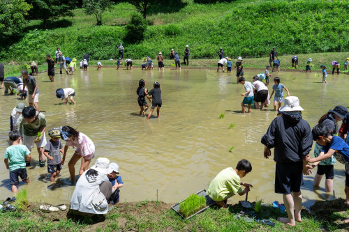 田植え祭り20260621-20のコピー.jpg
