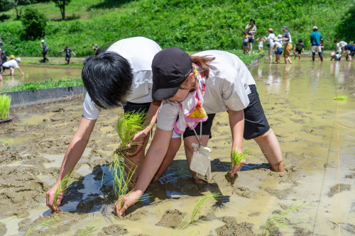 田植え祭り20260621-28のコピー.jpg
