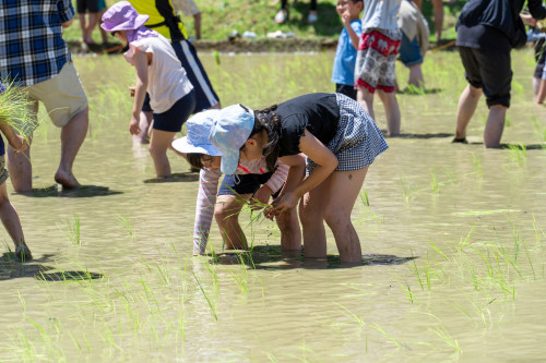 田植え祭り20260621-41のコピー.jpg