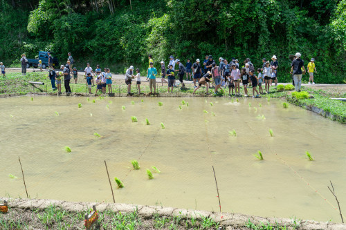 田植え祭り1920-4.jpg