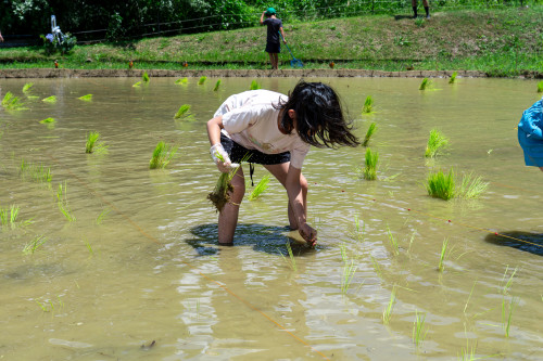 田植え祭り1920-10.jpg