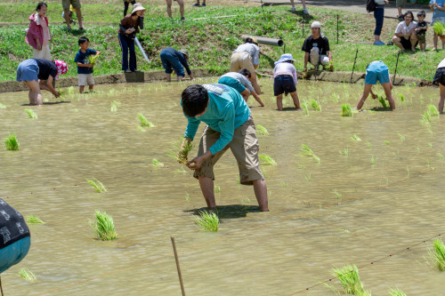 田植え祭り1920-14.jpg