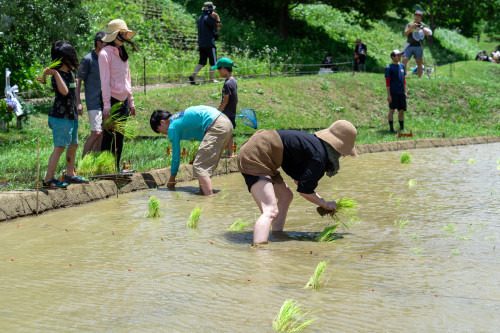 田植え祭り1920-17.jpg
