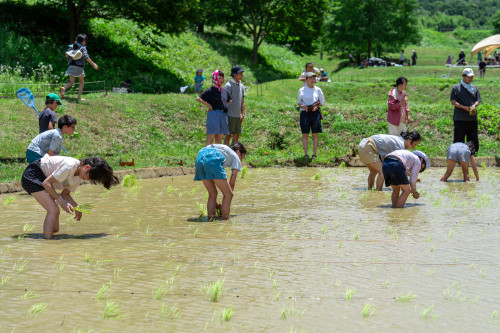 田植え祭り1920-25.jpg