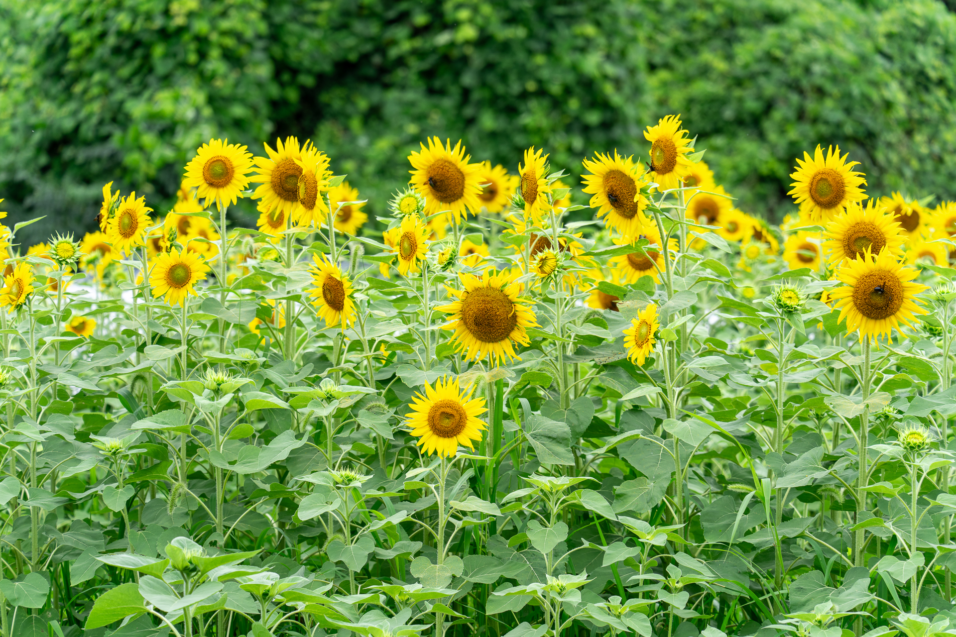 ひまわり！！🌻