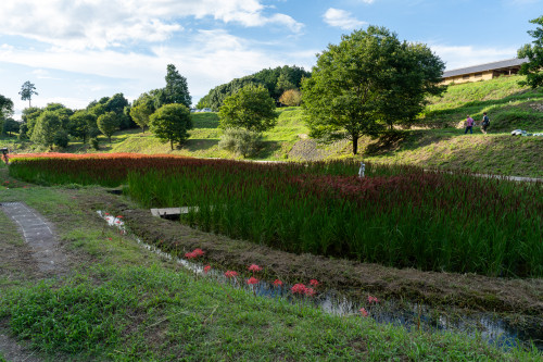 キトラ公園の彼岸花20260913.jpg