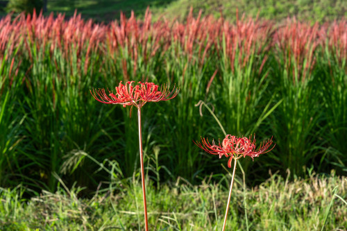 キトラ公園の彼岸花20260913-13.jpg
