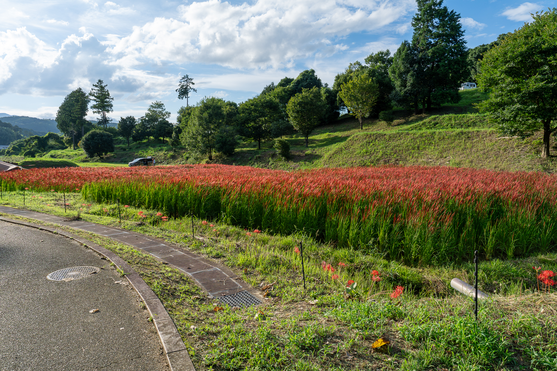 古代米の赤い稲穂が美しい！：国営飛鳥歴史公園キトラ古墳周辺地区　キトラの田んぼ